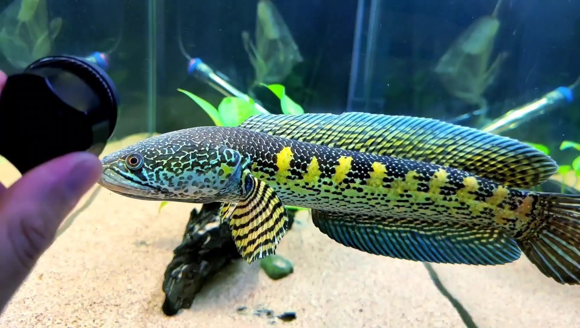 黃金雷龍魚到家怎么讓它快速開口，如何讓黃金雷龍魚快速開口