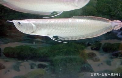 紅龍魚(yú)的沙包魚(yú)銀龍魚(yú)好嗎?:銀龍魚(yú)作為紅龍魚(yú)沙包魚(yú)的效果 龍魚(yú)百科 第1張 紅龍魚(yú)的沙包魚(yú)銀龍魚(yú)好嗎?:銀龍魚(yú)作為紅龍魚(yú)沙包魚(yú)的效果 紅龍魚(yú)的沙包魚(yú)銀龍魚(yú)好嗎?:銀龍魚(yú)作為紅龍魚(yú)沙包魚(yú)的效果 龍魚(yú)百科 第1張