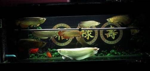 紅龍魚(yú)的沙包魚(yú)銀龍魚(yú)好嗎?:銀龍魚(yú)作為紅龍魚(yú)沙包魚(yú)的效果 龍魚(yú)百科 第4張 紅龍魚(yú)的沙包魚(yú)銀龍魚(yú)好嗎?:銀龍魚(yú)作為紅龍魚(yú)沙包魚(yú)的效果 紅龍魚(yú)的沙包魚(yú)銀龍魚(yú)好嗎?:銀龍魚(yú)作為紅龍魚(yú)沙包魚(yú)的效果 龍魚(yú)百科 第4張