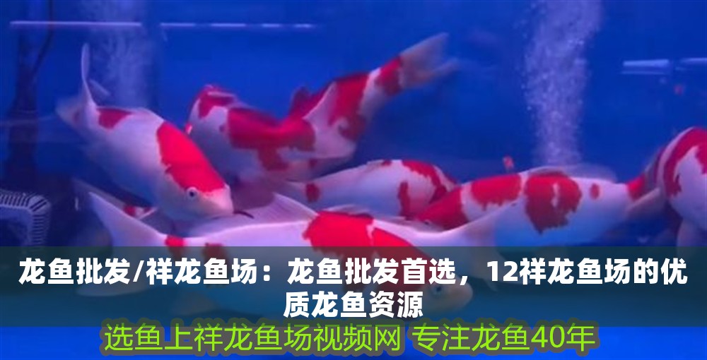 龍魚批發/祥龍魚場：龍魚批發首選，12祥龍魚場的優質龍魚資源