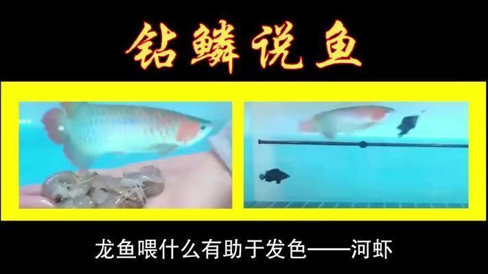 龍魚喂什么發(fā)色快又好看視頻：如何讓龍魚發(fā)色快又好看
