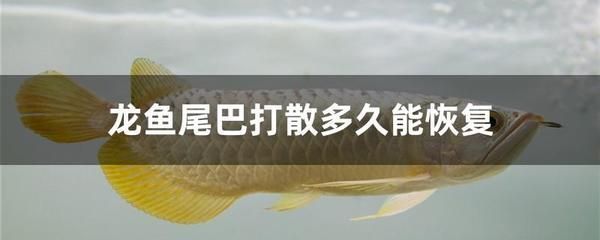 龍魚為什么會(huì)咬尾：龍魚咬尾可能與多種因素相關(guān)