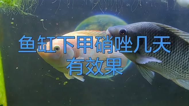 甲硝唑投入魚缸后多久見效？