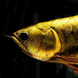 有沒有高清的高背金龍魚圖片？