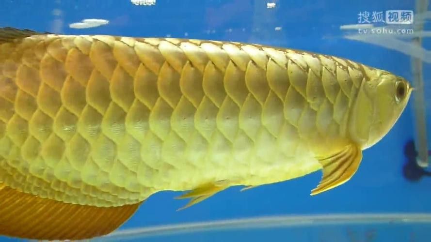 有沒有高清的高背金龍魚圖片？