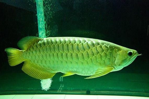 有沒有高清的高背金龍魚圖片？