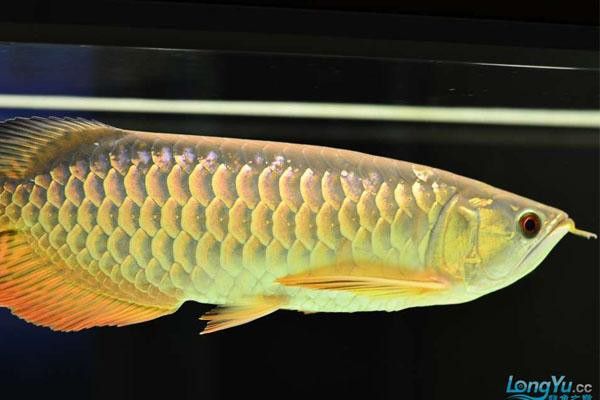 有沒有高清的高背金龍魚圖片？