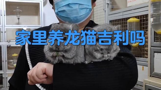 龍貓的招財效果如何增強？