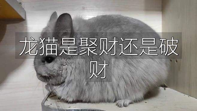 龍貓的招財效果如何增強？