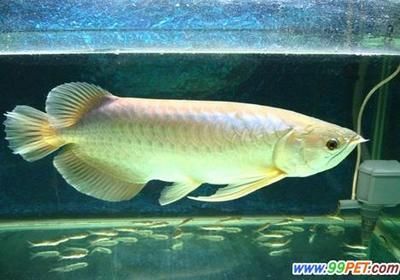 單養一條雌性龍魚是可能產卵的，但情況較為少見，：單養一條雌性龍魚會產卵嗎？