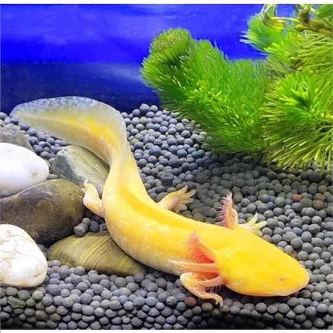 恐龍魚的樣子圖片