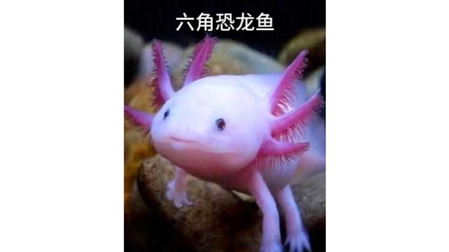 恐龍魚的樣子圖片