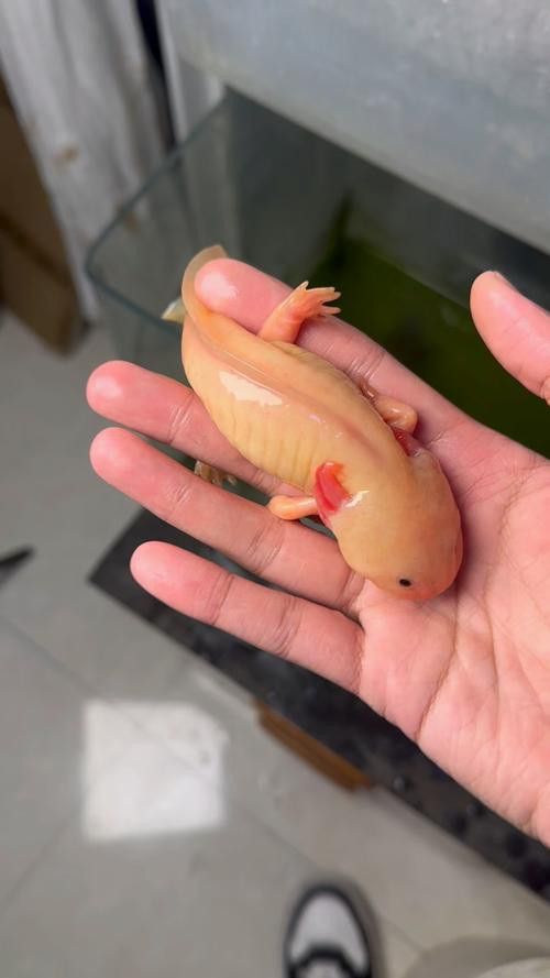 恐龍魚的樣子圖片