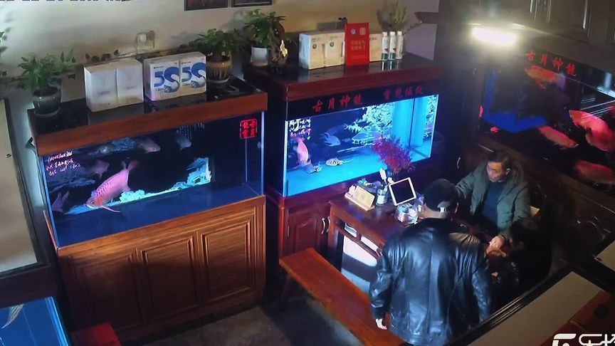 龍魚剛入缸撞缸了：當龍魚剛入缸撞缸的情況，可能是由于多種原因引起的