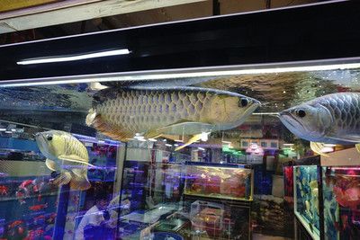 蚌埠金龍魚：關于蚌埠中國魚的一些信息 蚌埠金龍魚：關于蚌埠中國魚的一些信息 龍魚百科 第2張
