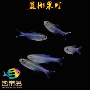 黃龍魚大概多少錢一條：黃龍魚多少錢一斤