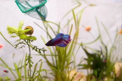 龍魚魚缸可以養什么植物好：在龍魚魚缸中養什么植物好