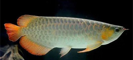 銀龍魚活餌喂食頻率指南：銀龍魚喂食頻率指南