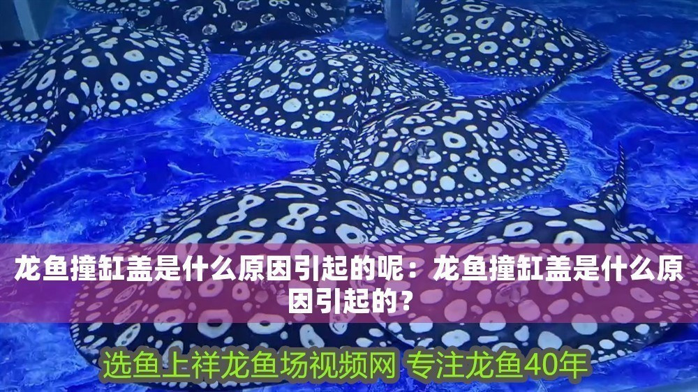 龍魚撞缸蓋是什么原因引起的呢：龍魚撞缸蓋是什么原因引起的？