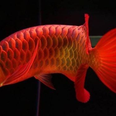 帶證書的紅龍魚苗價格大概是多少？