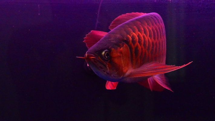 紅龍魚的發(fā)色特點：紅龍魚發(fā)色燈光設置技巧紅龍魚發(fā)色技巧 紅龍魚的發(fā)色特點：紅龍魚發(fā)色燈光設置技巧紅龍魚發(fā)色技巧 龍魚百科 第2張