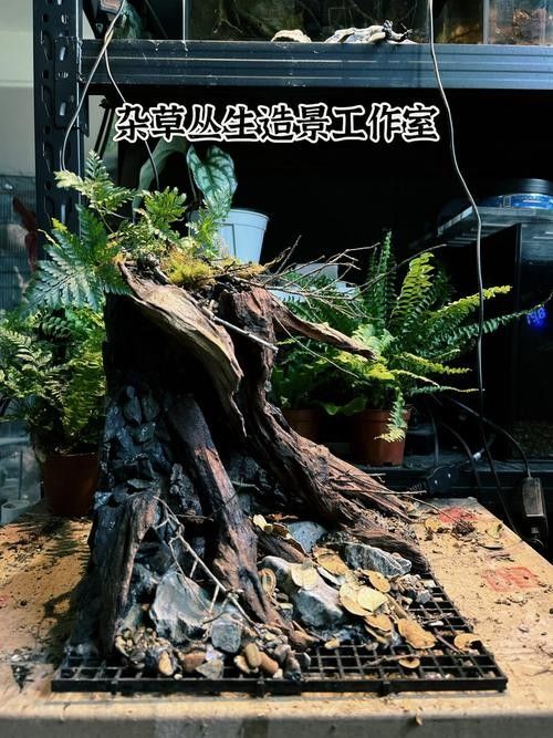 雷龍魚缸布置效果圖