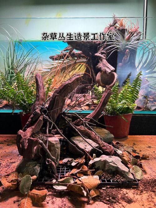 雷龍魚缸布置效果圖