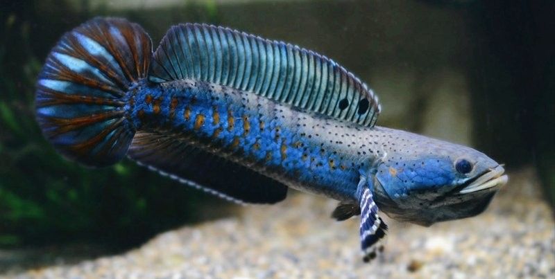 雷龍魚缸布置效果圖