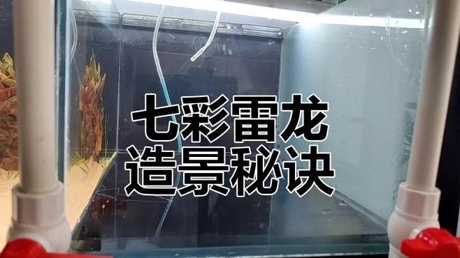 雷龍魚缸布置效果圖