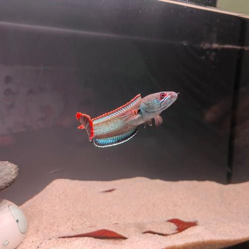 雷龍魚缸布置效果圖