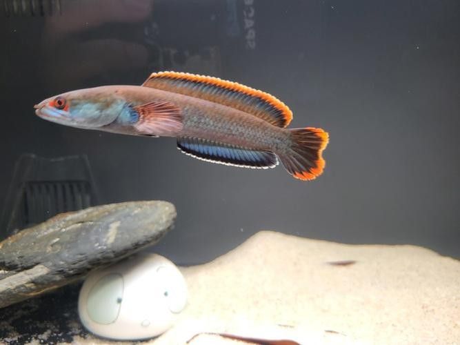 雷龍魚缸布置效果圖