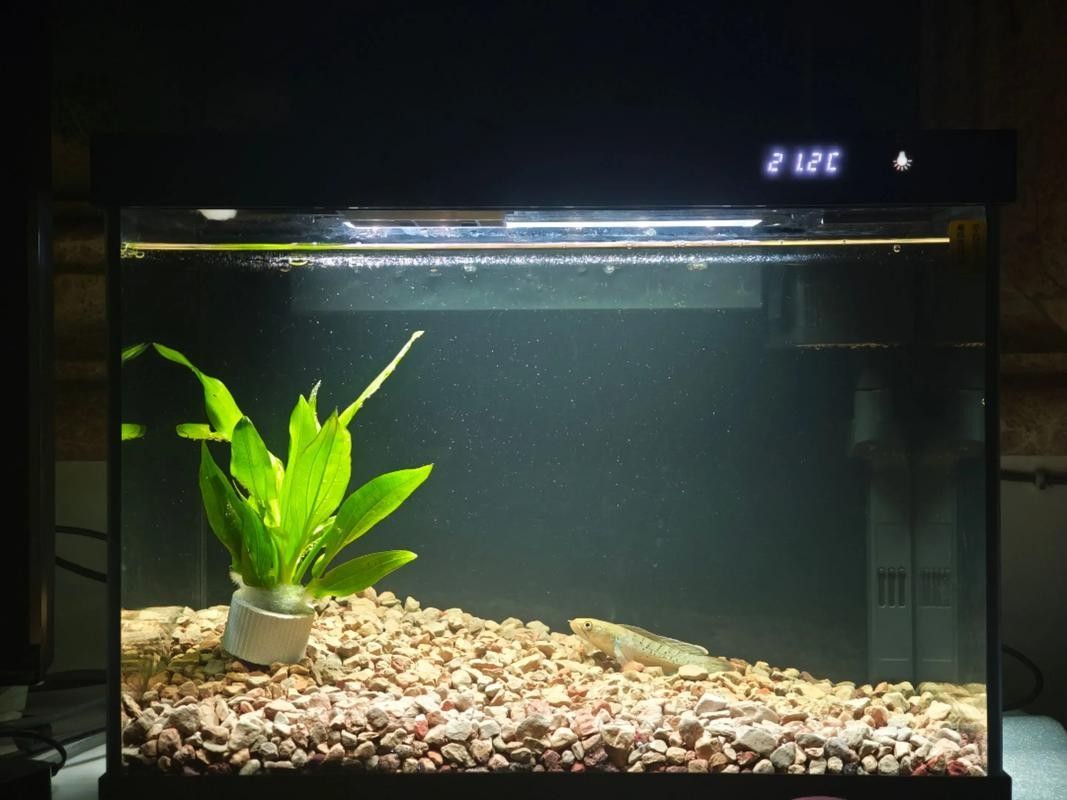 雷龍魚缸布置效果圖