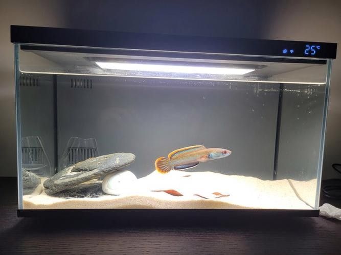 雷龍魚缸布置效果圖