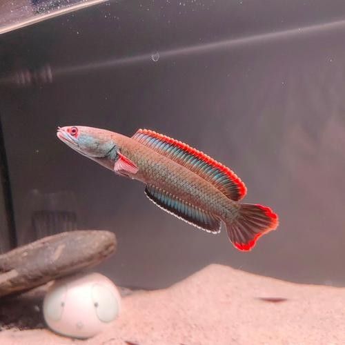 雷龍魚缸布置效果圖
