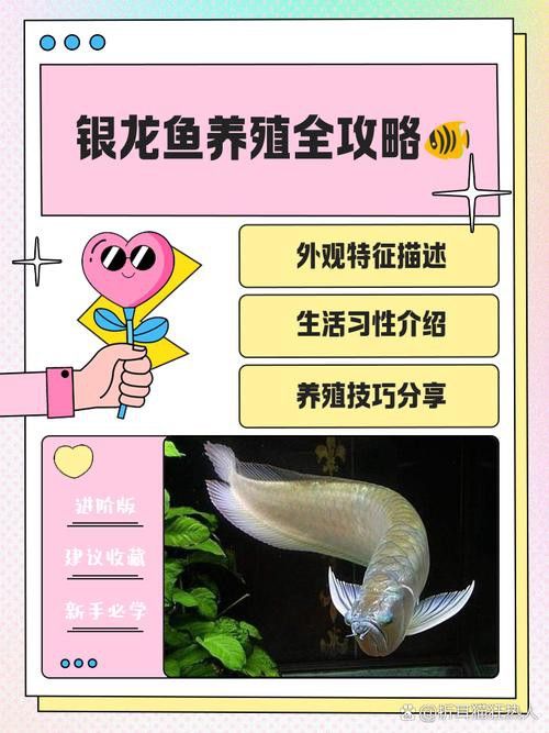 小銀龍魚怎么養及喂養技巧圖片