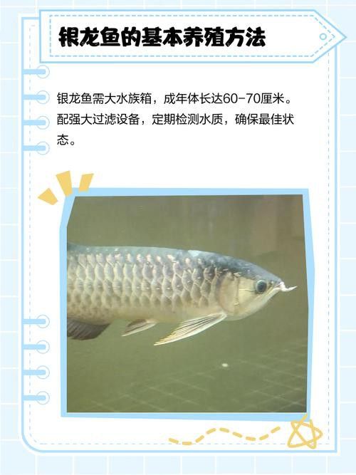 小銀龍魚怎么養及喂養技巧圖片