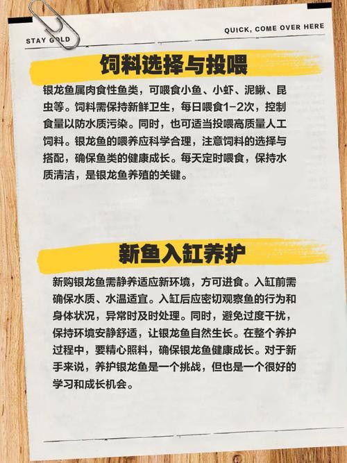 小銀龍魚怎么養及喂養技巧圖片