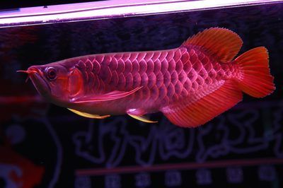 紅龍魚吃什么長的快又好養活（小紅龍魚怎么養長得快小紅龍魚吃什么最好）