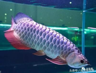 龍魚細菌感染癥狀（龍魚患有細菌感染的一些常見癥狀）