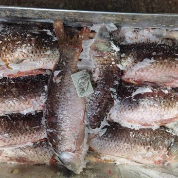 保定龍魚回收價格多少錢