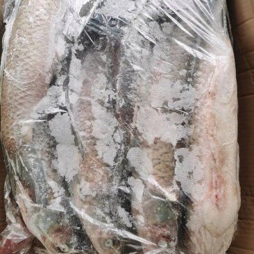 保定龍魚回收價格多少錢