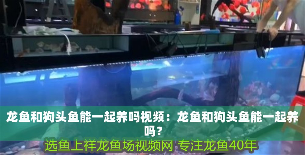 龍魚和狗頭魚能一起養嗎視頻：龍魚和狗頭魚能一起養嗎？
