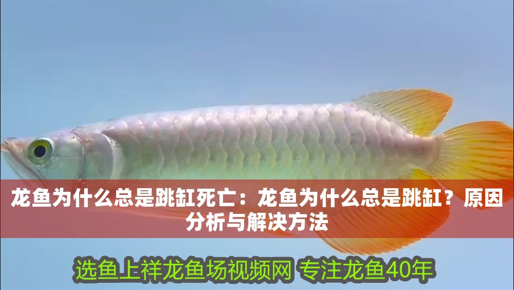 龍魚為什么總是跳缸死亡：龍魚為什么總是跳缸？原因分析與解決方法