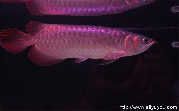 龍魚品種價格及圖片欣賞 龍魚品種價格及圖片欣賞 龍魚百科 第15張