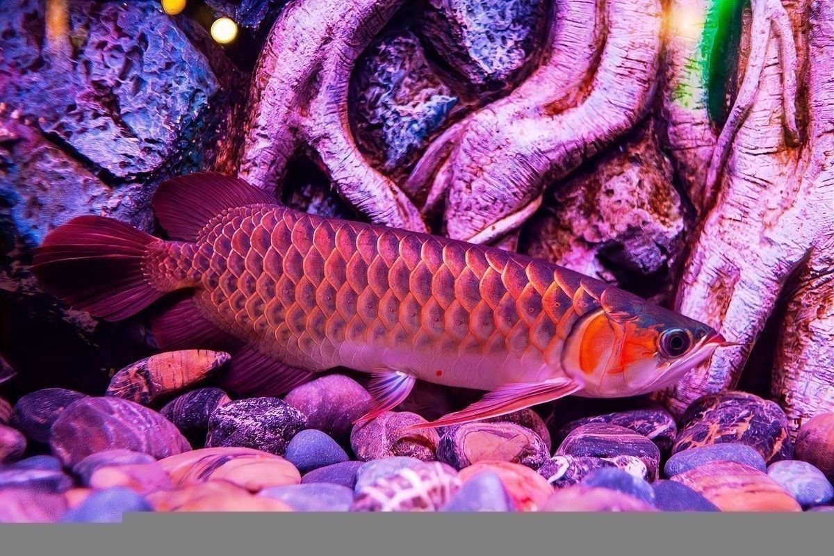 龍魚品種價格及圖片欣賞 龍魚品種價格及圖片欣賞 龍魚百科 第5張