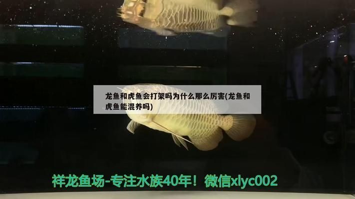 龍魚和虎魚誰厲害：龍魚與虎魚混養注意事項,觀賞魚市場龍魚價格
