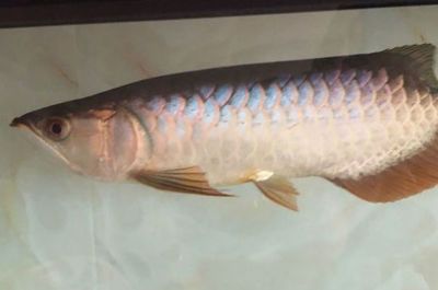 紅龍魚價格及圖片大全集欣賞圖（紅龍魚價格及圖片大全集欣賞圖解）