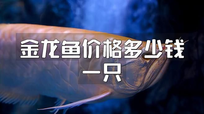 藍(lán)色的金龍魚多少錢一斤啊