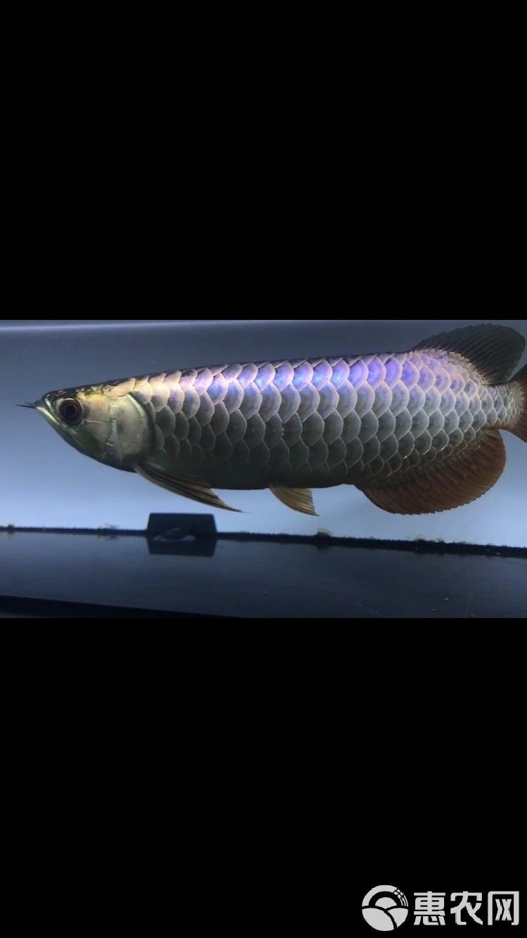 藍色的金龍魚多少錢一斤啊