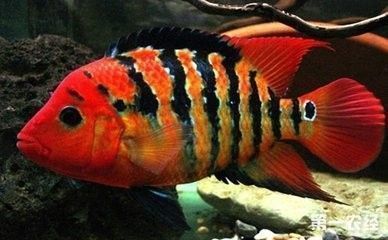 龍魚品相和介紹怎么寫（如何寫龍魚品相和介紹）